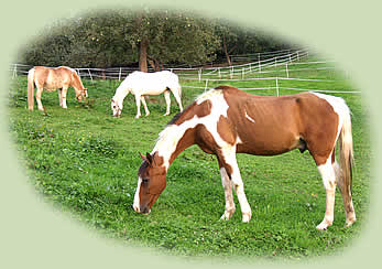 Gnadenhof Hutzwiese e.V.