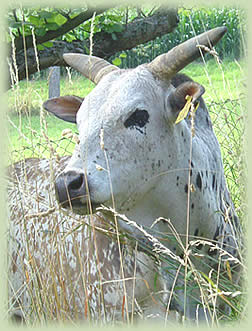 Zebu